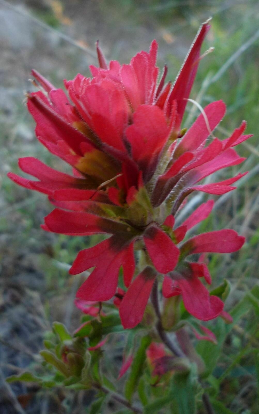 High Resolution Castilleja affinis Flower